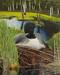 Loon on nest | Obraz na stenu