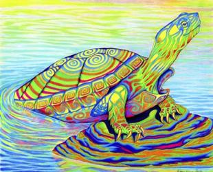 Painted Turtle | Obraz na stenu