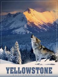 Yellowstone Wolf | Obraz na stenu