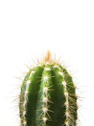 Cactus | Obraz na stenu