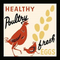 Healthy Poultry-Fresh Eggs | Obraz na stenu