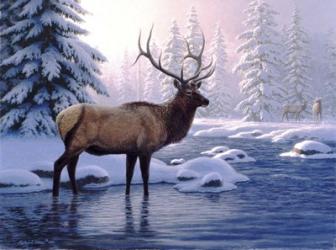 Elk In Winter | Obraz na stenu