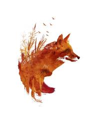 Plattensee Fox | Obraz na stenu