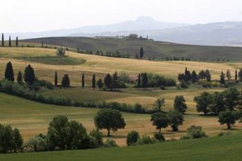 Tuscan Hillside 1 | Obraz na stenu