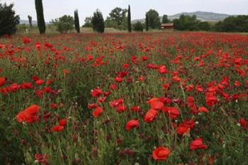 Tuscan Poppies 1 | Obraz na stenu