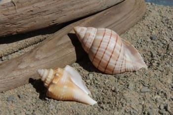 Two Shells Driftwood | Obraz na stenu