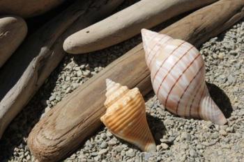 Bright Two Shells Driftwood | Obraz na stenu