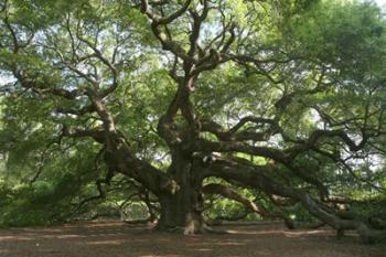 Angel Oak 9098 | Obraz na stenu