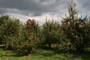 Apple Orchard Dark Sky | Obraz na stenu