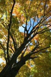 Autumn Maple Vertical | Obraz na stenu