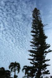 Cedar Palm Sky Vertical | Obraz na stenu