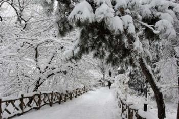 Central Park Path Deep Snow | Obraz na stenu