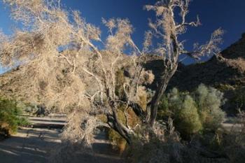 Desert Brilliance | Obraz na stenu