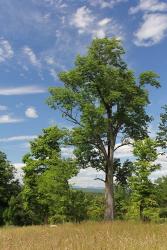 Distant Catskills Vertical 729 | Obraz na stenu