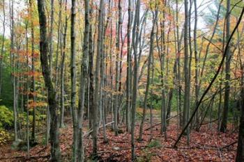 Grey Tree Stand Autumn | Obraz na stenu