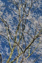 Ice Storm Branches | Obraz na stenu