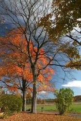 Late Fall Mailbox Vertical | Obraz na stenu