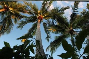 Looking Up Palms 006 | Obraz na stenu