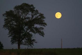 Moonrise Lone Tree | Obraz na stenu