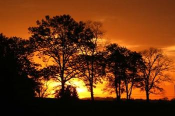 Orange Sunrise Treeline | Obraz na stenu