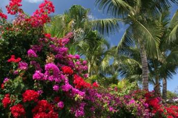Palm Bougainvillea 9280 | Obraz na stenu