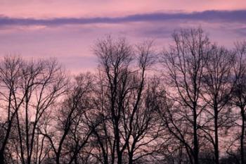 Purple Sky Treeline | Obraz na stenu