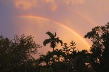 Rainbow Palms | Obraz na stenu