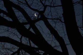 Silhouette Branches Moon Venus | Obraz na stenu