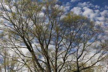 Spring Branches Clouds | Obraz na stenu