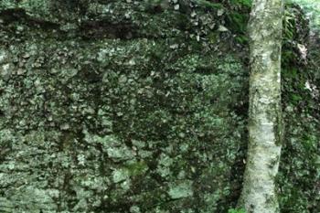 Tree Trunk Rock Wall | Obraz na stenu