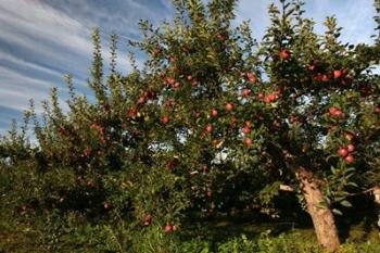 Apple Orchard Streaked Sky | Obraz na stenu