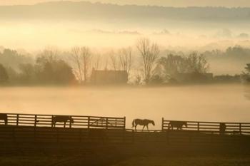 Blue Chip Horse Farm Golden Morning | Obraz na stenu