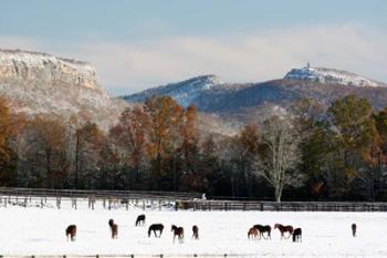 Early Snow Horse Paddock | Obraz na stenu