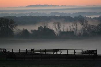 Horse Farm Rose Dawn | Obraz na stenu