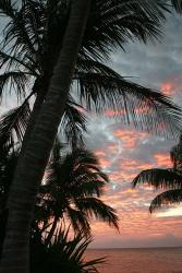 Palm Sunrise Vertical | Obraz na stenu
