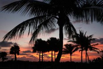 Pre Dawn Tropical Trees | Obraz na stenu