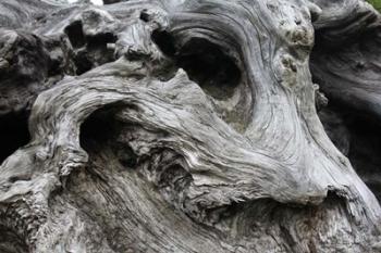 Redwood Root Driftwood | Obraz na stenu