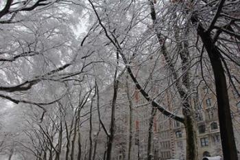 Snow Covered Trees Apartments | Obraz na stenu