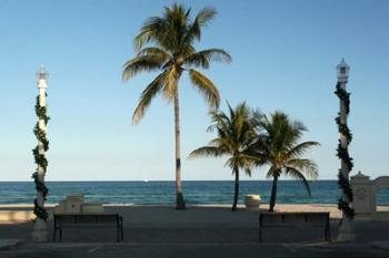 South Beach Palms | Obraz na stenu