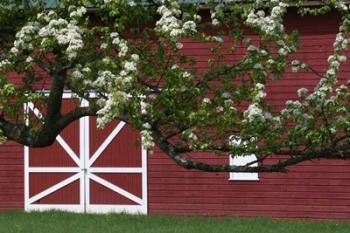 Spring Blossoms Red Barn | Obraz na stenu