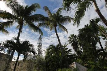 Tropical Trees Rooftops | Obraz na stenu