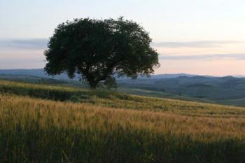 Tuscan Hillside | Obraz na stenu