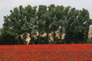 Tuscan Treeline Poppies | Obraz na stenu