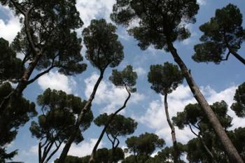 Tuscan Trees Clouds | Obraz na stenu