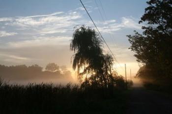 Willows Morning Road | Obraz na stenu