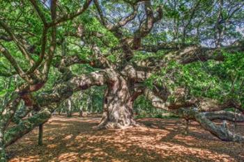 Angel Oak | Obraz na stenu