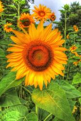August Sunflowers | Obraz na stenu