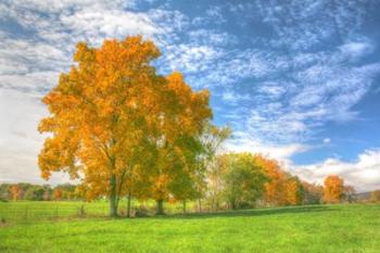 Autumn Tree Line | Obraz na stenu