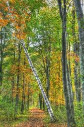 Birch Over The Trail | Obraz na stenu