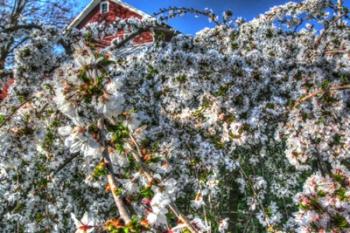 Cherry Blossom Barn | Obraz na stenu